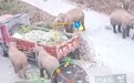 云南北上象群包围投食卡车 4吨玉米菠萝供吃饱喝足