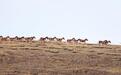 藏野驴团体出动“光顾”祁连山 肆意撒欢“玩嗨”了