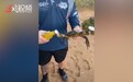 澳大利亚一男子用螃蟹开瓶盖，钳子夹住轻松打开