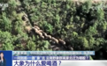 云南15头北迁野象临近昆明：大象为啥对酒感兴趣?