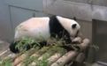 旅日大熊猫香香将满4岁，体重超90公斤健康状态良好