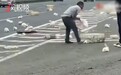 画面惨萌！运兔车高速路上侧翻，司机无奈将兔子一只只抓回