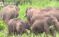 大象去哪里？象群在易门县附近迂回迁移，疯狂干饭