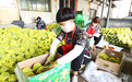 河北新乐：大棚甜瓜“甜”农家