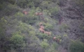 云南北迁象群持续在昆明市夕阳乡活动 离群独象距离象群10公里