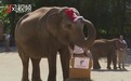 德国大象预测德法大战法国赢，动物管理员哭笑不得