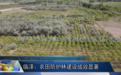 农田防护林保存面积近7万亩 张掖临泽织"绿网"丰粮仓