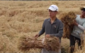 农学专业学生收小麦连根拔起遭质疑，西北农林科大回应