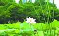 阶梯上长出“花海” 公园的夏天风景独好