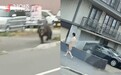 日本北海道一市“热闹非凡”，熊与“裸男”齐出没