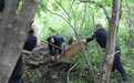 国家二级保护动物马鹿被困 黄泥河森林公安民警合力救助