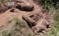 云南野象群迷上泥水潭玩水 俏皮打滚儿欢乐多多