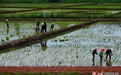 稻田披上新绿装 张掖甘州千亩“乌江贡米”插秧忙