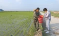 吉林：增加绿色优质农产品供给 推进乡村振兴