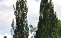 给你的花园拍张黑白照，就知道它究竟美不美 