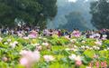江西广昌：“中国莲花第一村”映日荷花别样红