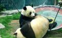 大熊猫被“降级” 国宝怎么了？