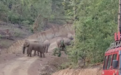 仅20米！监测组突遇云南野象群 警戒象竖起大耳朵