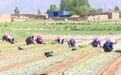 高原夏菜种植趟出致富路 金昌农民伯伯好日子火起来