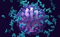 重大突破！科学家发现“超级抗体”能对抗所有新冠病毒