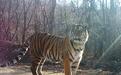 东北虎豹国家公园试点以来新增23只以上虎豹幼崽