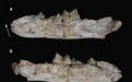 甘肃化石最新研究：揭示"史前大猫"演化迁徙关键一环