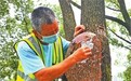 武汉为500棵树“植皮”恢复颜值