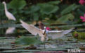 河北衡水：白鹭起舞生态美