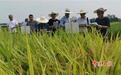 常德：52个精选一季晚稻品种亮相