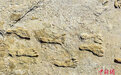 美国发现北美最古老人类脚印 距今约23000年