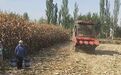 “丰”景这边独好！肃州三墩镇超4万亩玉米丰收忙