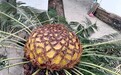 “活化石”的“护花使者”：攀枝花苏铁守林人