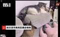 哈尔滨确诊病例：家里3只猫因核酸阳性已被安乐死