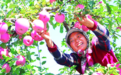 甘肃苹果，熟了