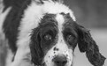 汶川地震最后一只搜救犬离世：1岁时搜救出13条生命