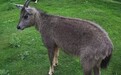 湖南八大公山首现国家二级保护野生动物中华斑羚