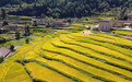 湖北巴东：层层梯田遍地金 稻谷丰收美如画