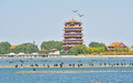 南迁候鸟“歇脚”甘肃黑河湿地 共绘生态画卷