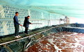戈壁滩变“聚宝盆” 肃州银达镇开启温室“养虾模式”