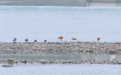 吉林市：长白岛候鸟陆续“回家”越冬