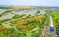山东:黄河三角洲修复湿地近30万亩 生物多样性显著提升