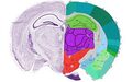 科学家绘制出小鼠大脑图谱 为人脑图绘制铺路
