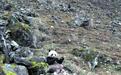 陕西佛坪自然保护区拍到珍贵影像：大熊猫也吃肉