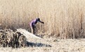 淄博马踏湖万亩芦苇开镰收获