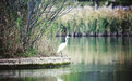 丹河湿地公园30多种候鸟来越冬