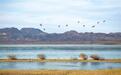 石羊河国家湿地公园群鸟翔集景色如画