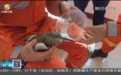 受伤“大鸟”已获救治 系一级重点保护动物池鹭