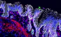 科学家创造出迄今最先进的迷你胃：能收缩且可产生胃酸