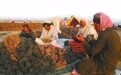 每年10万阿富汗人采“巴西松子”