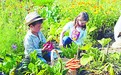 城市小菜园，德国人的田园梦